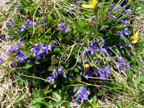 Polygala amarella